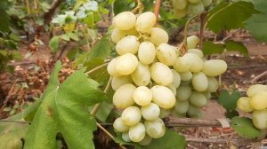 Бронислав - форма Калугина В.М.