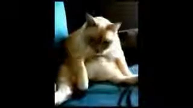 Приколы с кошками и котами 2016 | КОТ ИКАЕТ И ПУКАЕТ ОДНОВРЕМЕННО