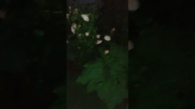 роза Дрина Река (Drina Reka) флорибунда. изящество и само со смотреть онлайн