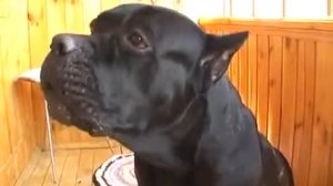 Болтливая собака