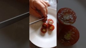 Сорт "Шоколадный Десерт Черри" (Cherry Chocolate Dessert) от 17 июля