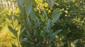 Вишня песчаная бессея