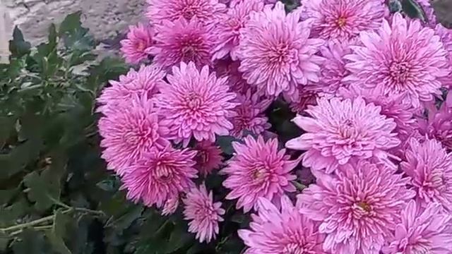 Хризантема - королева осеннего сада #осень #природа #кр