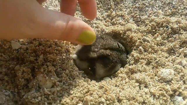 Мой хомяк "В поисках клада" смотреть онлайн