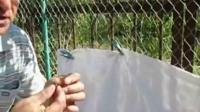 Проба первого урожая винограда. смотреть онлайн