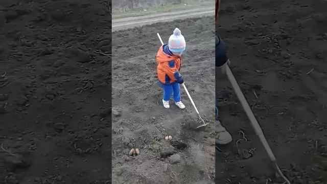 Ребёнок  помагает сажать картошку!!