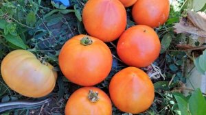 Томат "Супернова F1" низкорослый. Обзор.