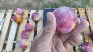 Диплоидная слива Формоза/Plum   Formoza