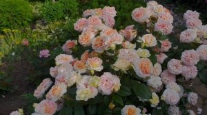 Роза Chippendale (Чипендейл) Tantau незамений атрибут в саду