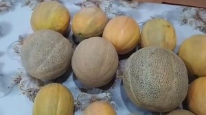 Дыня канталупа «Бест Джумбо»