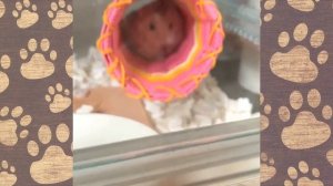 НАСТЯ И ПАПА - смешные истории  (смешное приключение ХОМКИ)