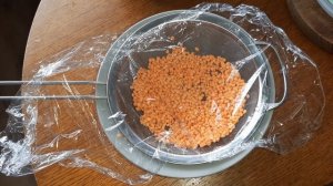 Самый простой способ. Как прорастить чечевицу