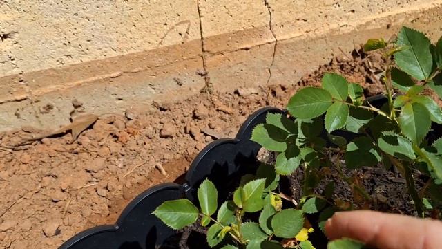 Слепые и слабые побеги на розах - я их убираю, оставляю смотреть онлайн