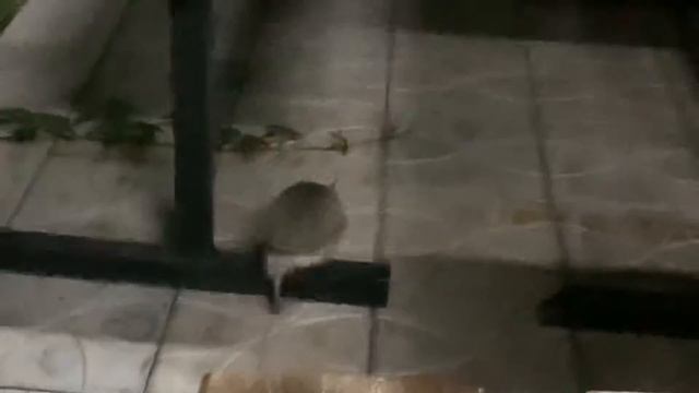 Соль Илецк. Август 2022 года. Ёжики ходят по дворам 🤩 смотреть онлайн