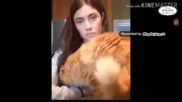 Приколы про котов