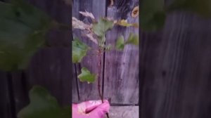 Корневая система дуба, молодые саженцы