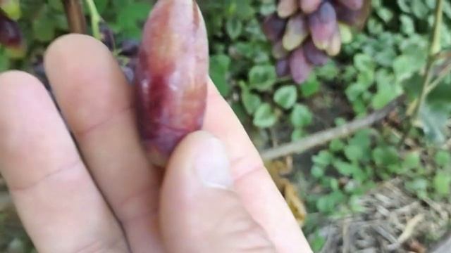 АВТОГРАФ виноград селекции Калугина Виктора смотреть онлайн