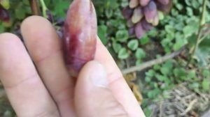 АВТОГРАФ виноград селекции Калугина Виктора