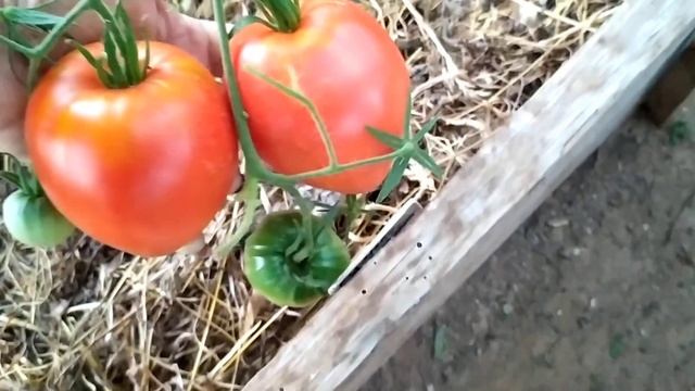 Обзор томатов в теплице по сортам на 18 июля. Часть 2. смотреть онлайн