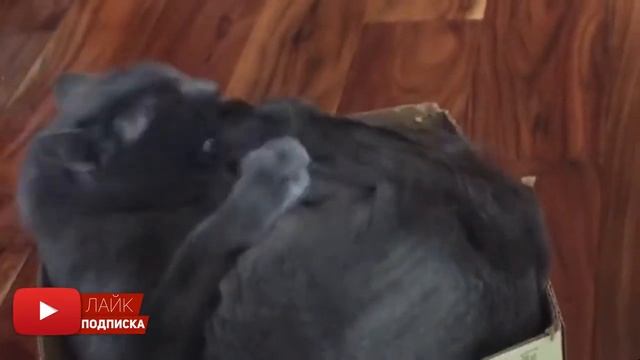 Божечки-кошечки! Приколы с котами и кошками 2020! смотреть онлайн