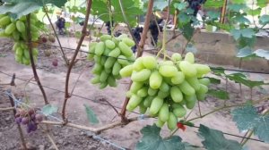 Близнец Мальчика с Пальчик? Виноград с необычно краси?