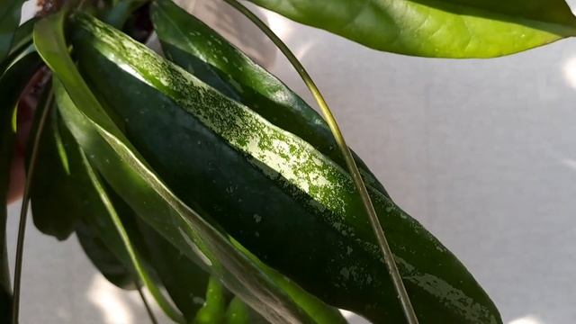 Моя омріяна рослина. Hoya buntokensis silver spot. смотреть онлайн