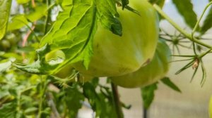 томат Говядина с куста