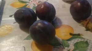 Дегустация сливы Блю Фри.