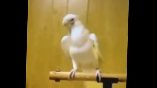 Танцующие попугаи смотреть онлайн