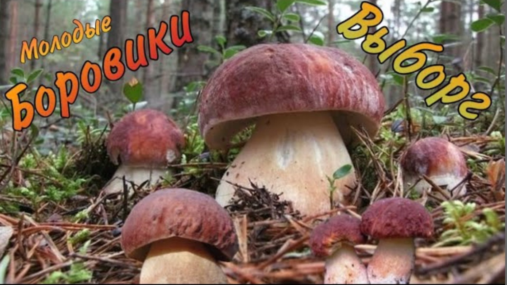 Очень много Боровиков под Выборгом, Молодой сосновый боровик растет полным ходом смотреть онлайн