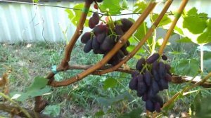 Найден виноград Болгарской селекции.