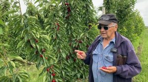 Черешня сорта Саммит на подвое ВСЛ2. Формировка UFO.