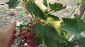 Виноград Джокер,Маэстро,Фреш мускат,Анкор,Светик и др.