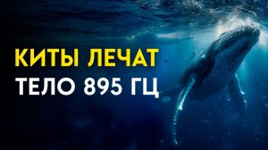 Киты открывают Древний Код ЗДОРОВЬЯ в твоём теле | 895 Гц
