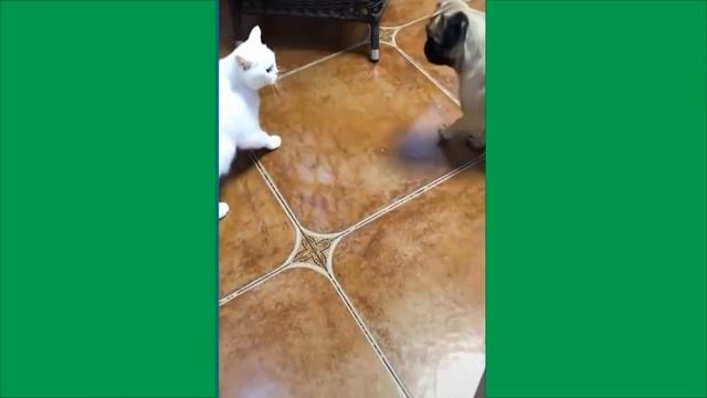 Приколы с котами.Смешные коты#2 смотреть онлайн