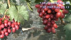 Ранні сорти винограду 2024 року: Сон Анжеліки,Грація,Смі