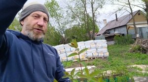 Жимолость. Обрезка саженцев в горшках.