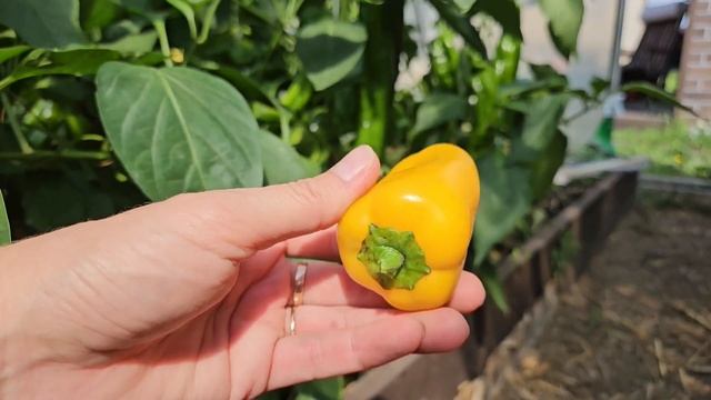 Устали от урожая! Не успеваем перерабатывать этот пер? смотреть онлайн