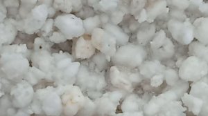 ПРОРАЩИВАНИЕ  ПЕРЦА  В  ПЕРЛИТЕ!