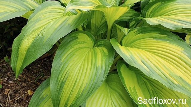 Хоста для парадных мест Hollywood Lights Голливуд Лайтс