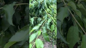 Черешня Гигант Ред