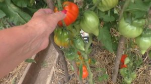 Томаты КОТ БЕГЕМОТ, СКИФСКАЯ ФЕЯ