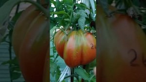 Томат красное масляное сердце