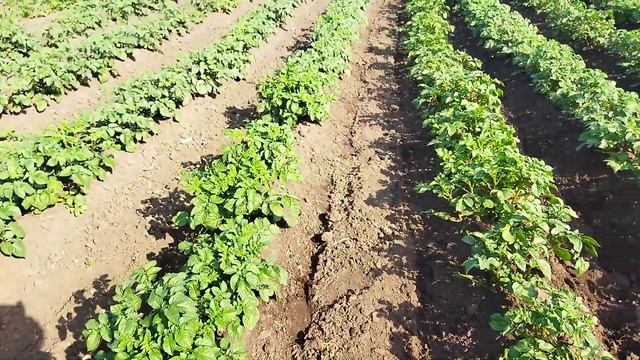 Последнее окучивание картошки.