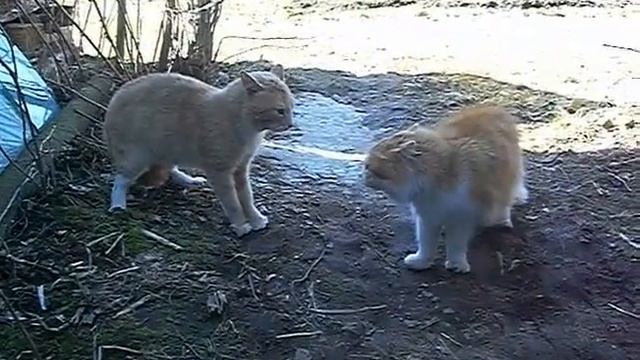 Коты делят территорию. Диалог рыжих котов смотреть онлайн