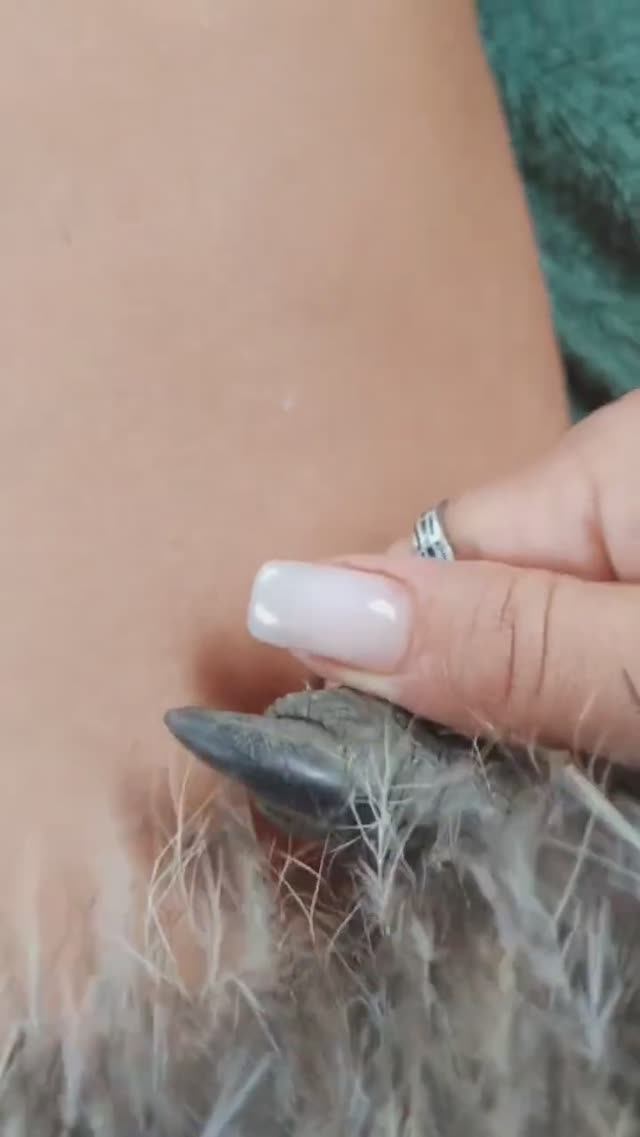 Чьи такие большие когти? смотрите в этом видео смотреть онлайн