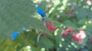 О летней малине сорт Джорджия