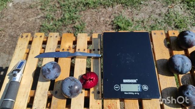 Диплоидная слива Блэк Диамонд/Plum Black Diamond