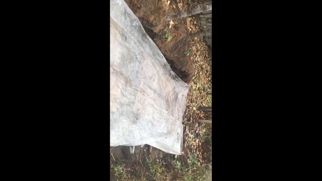 Хризантема Королевской-Крупноцветковой хранение