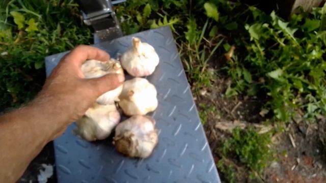 Золотые яблоки